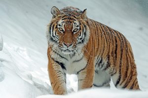 A tiger walking on snow, staring intently.