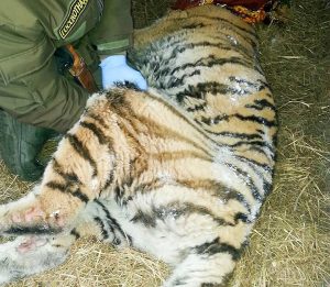 A person wearing gloves handles a sedated tiger on straw bedding.