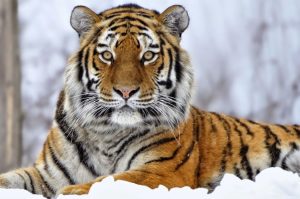 Majestic tiger resting in snowy surroundings.