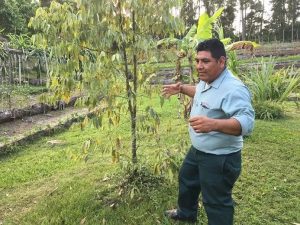 Man examining a tree branch in a garden or farm.