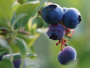 Close-up of ripe blueberries on a branch with green leaves.