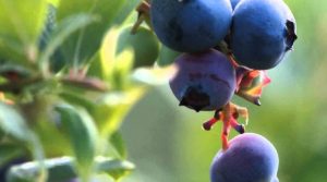 Close-up of ripe blueberries on a branch in natural light.