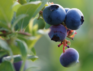 Close-up of ripe blueberries on a green bush.